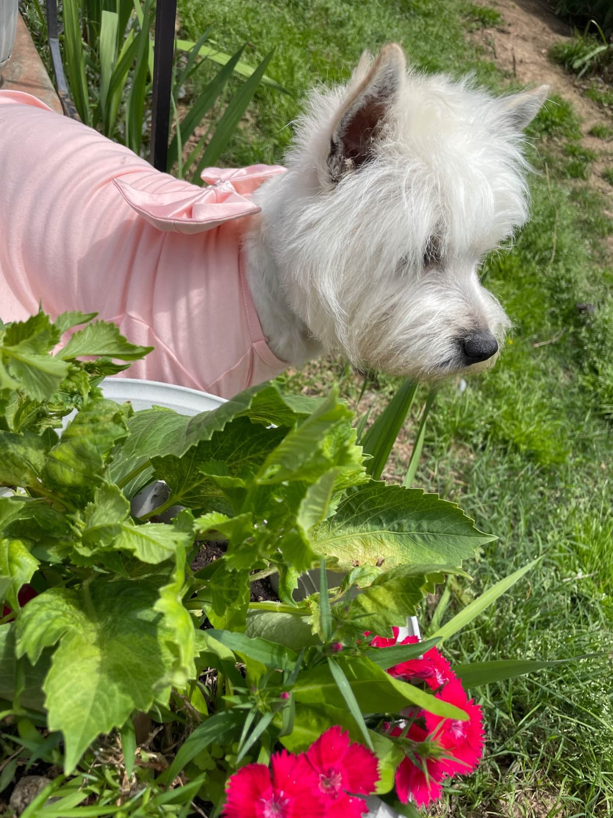 West Highland White Terrier Puppies breeder image 16