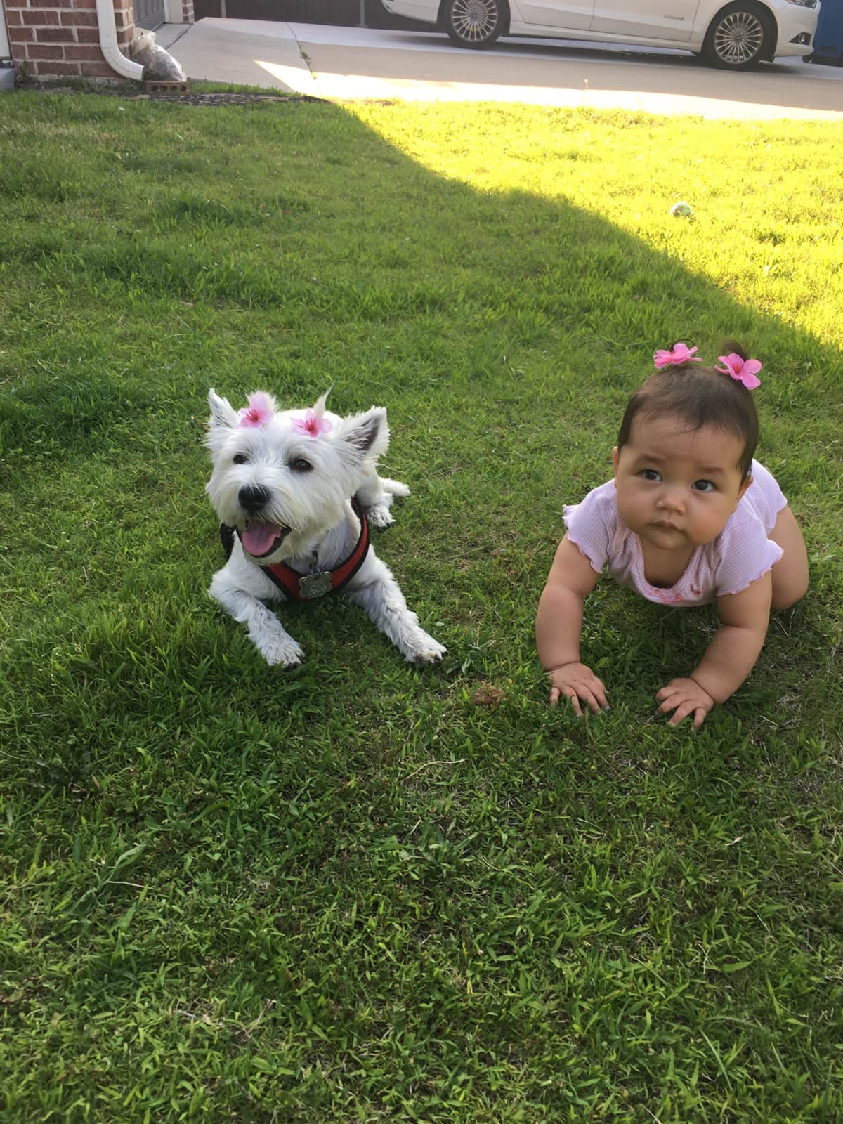 West Highland White Terrier Puppies breeder image 15