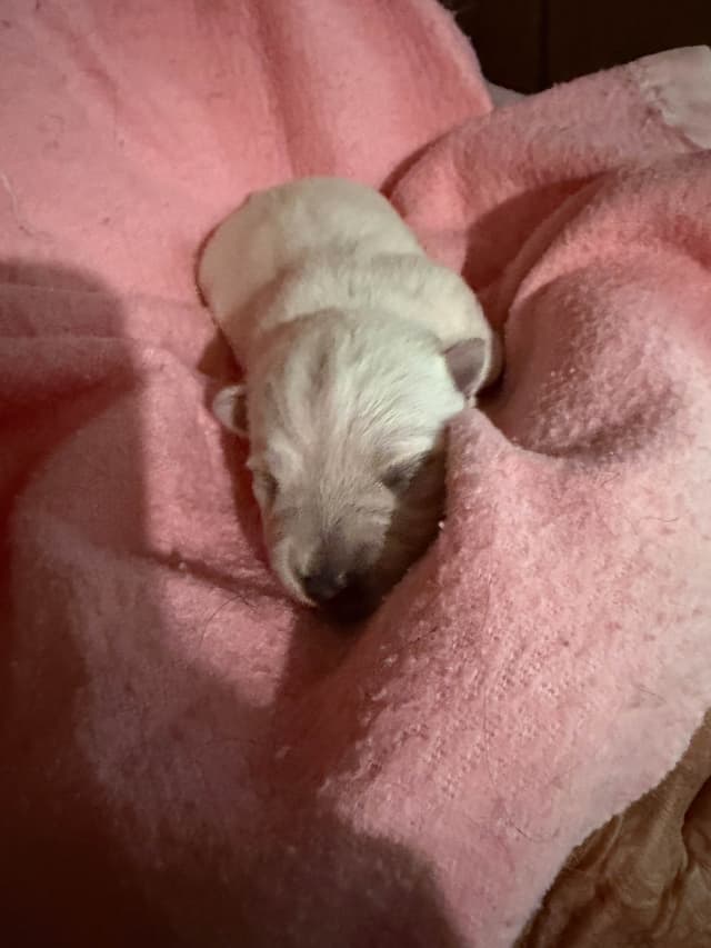 West Highland White Terrier Puppies media 11