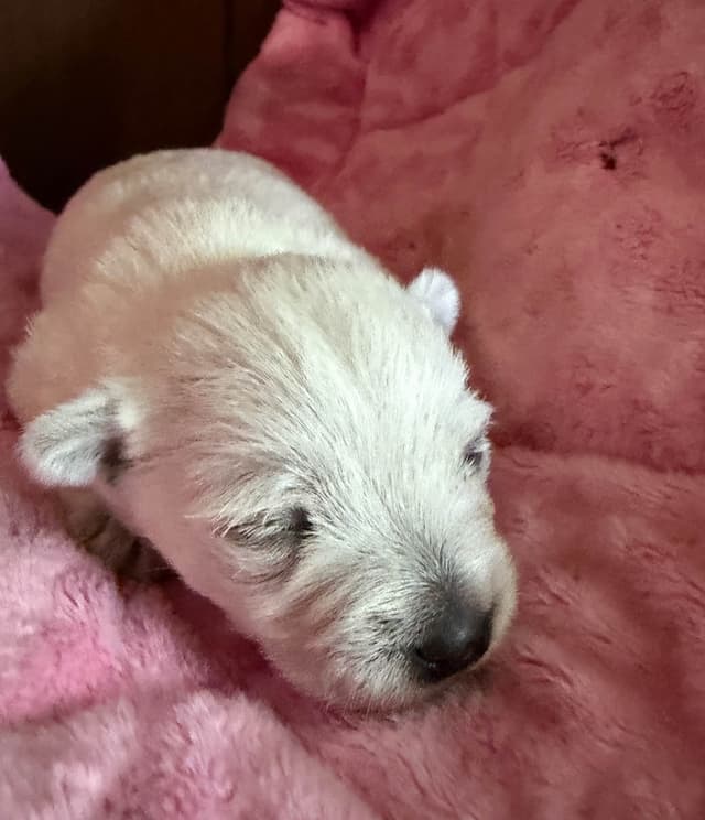 West Highland White Terrier Puppies media 10