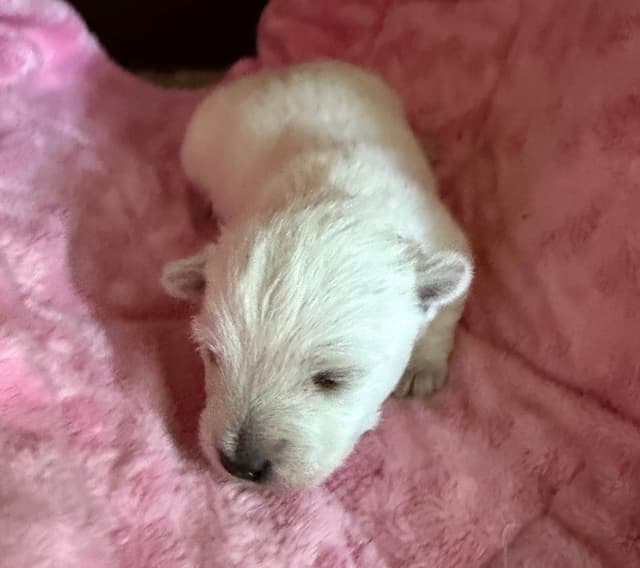 West Highland White Terrier Puppies media 9