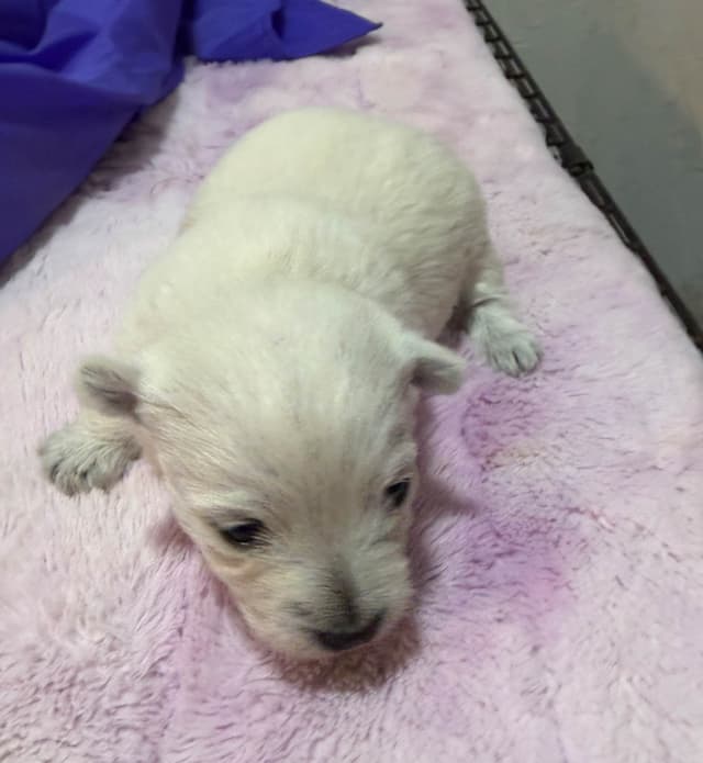 West Highland White Terrier Puppies media 8