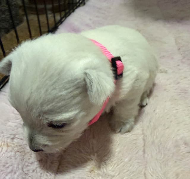 West Highland White Terrier Puppies media 6