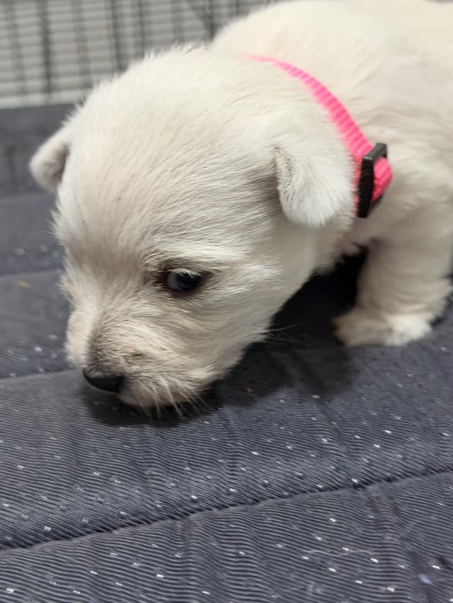 West Highland White Terrier Puppies media 7