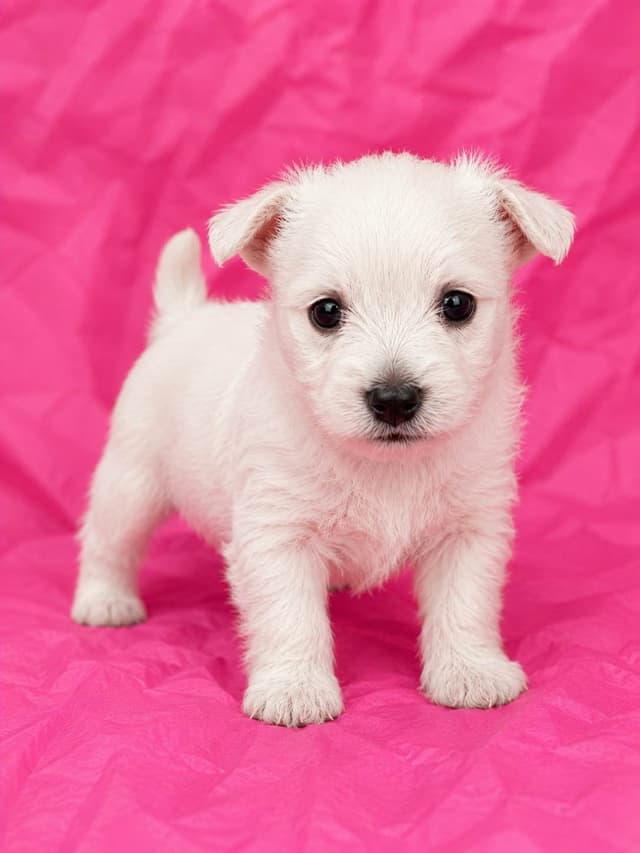 West Highland White Terrier Puppies media 3