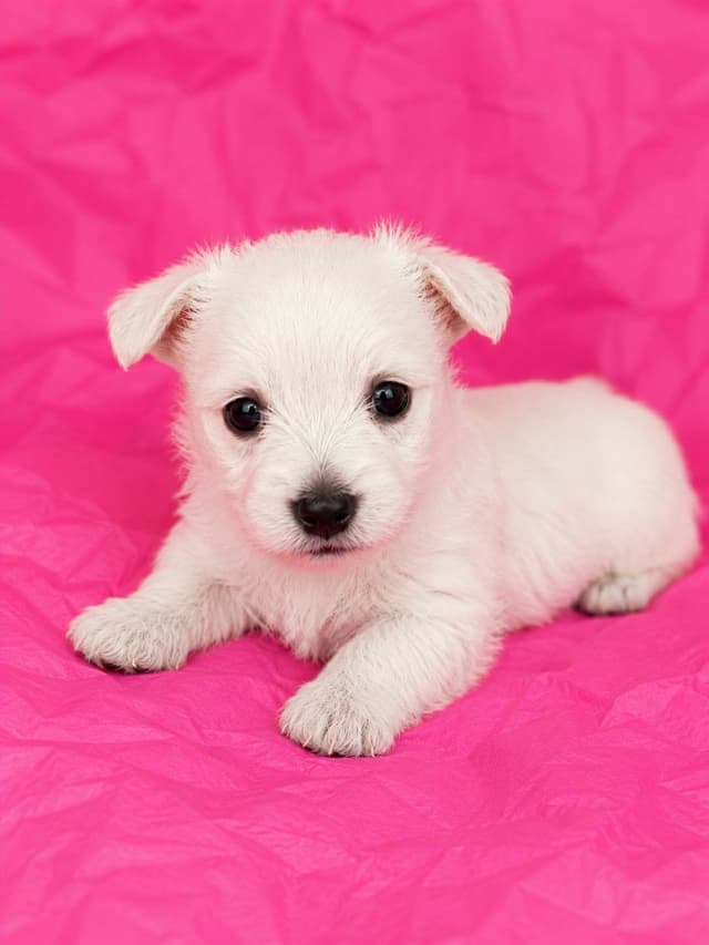 West Highland White Terrier Puppies media 4