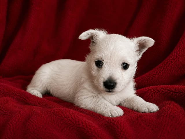West Highland White Terrier Puppies media 2