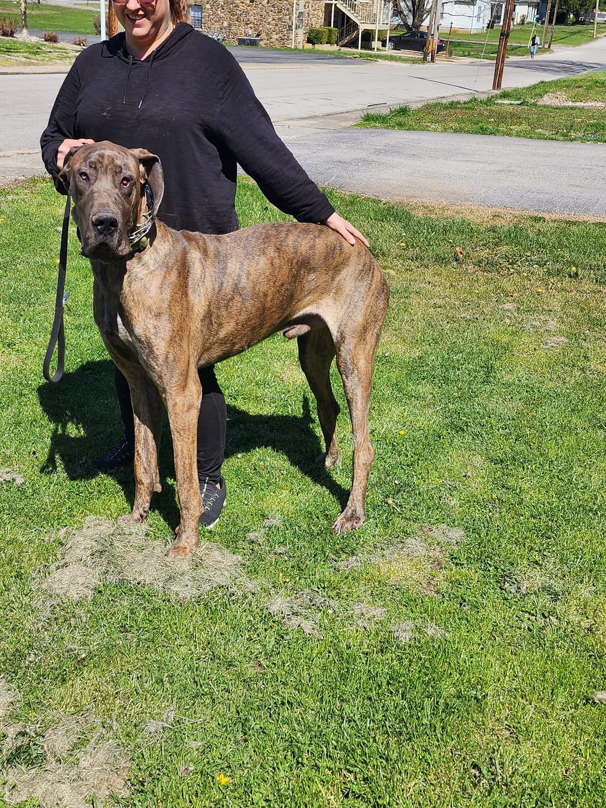Great Dane Puppies breeder image 3