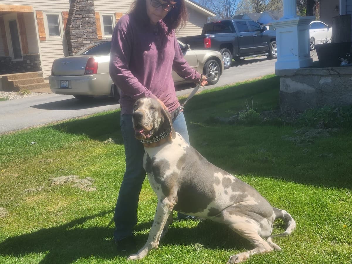 Great Dane Puppies breeder image 4