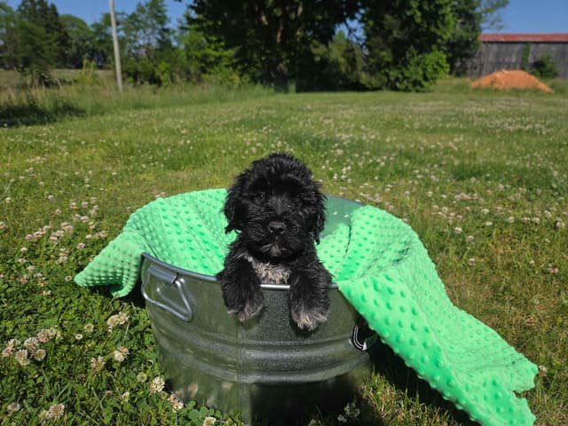 Portuguese Water Dog Puppies media 2