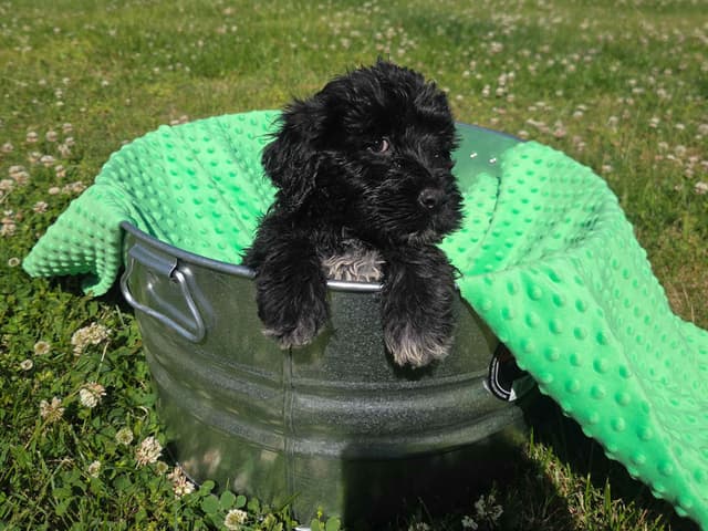 Portuguese Water Dog Puppies media 3