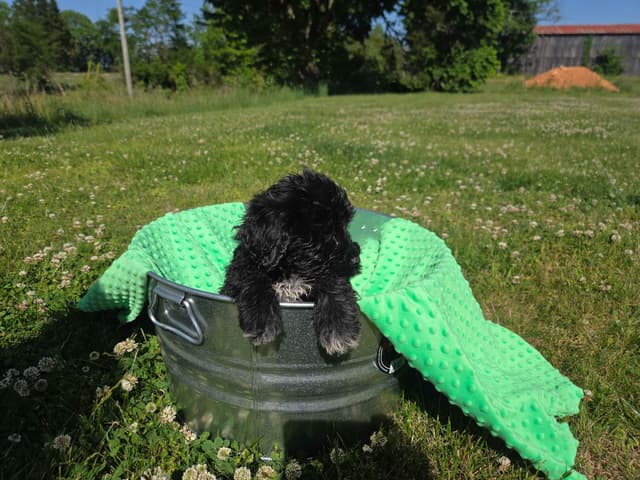 Portuguese Water Dog Puppies media 4