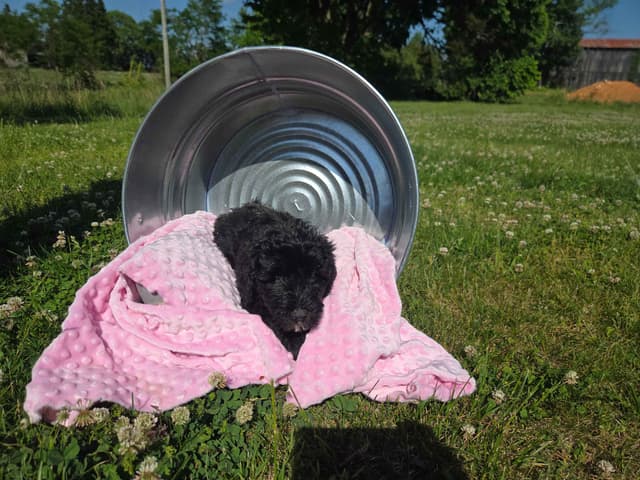 Portuguese Water Dog Puppies media 7
