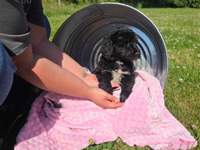 Portuguese Water Dog Puppies media 8