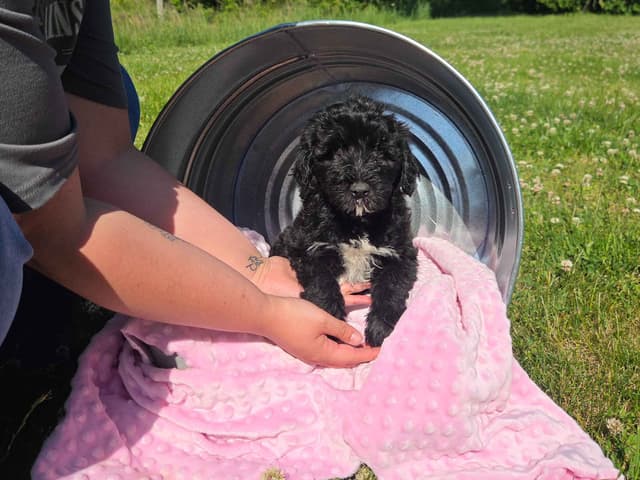 Portuguese Water Dog Puppies media 9