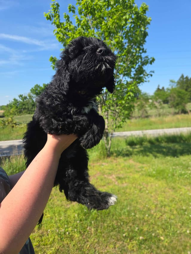 Portuguese Water Dog Puppies media 10