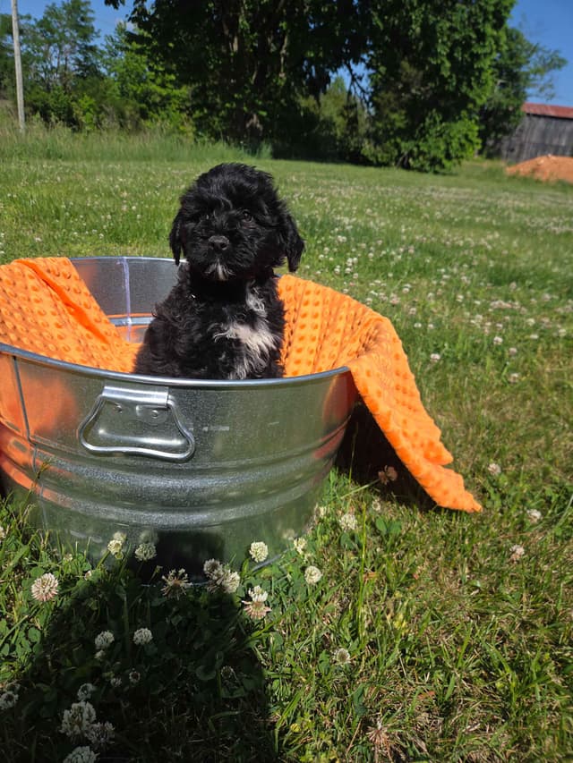 Portuguese Water Dog Puppies media 11