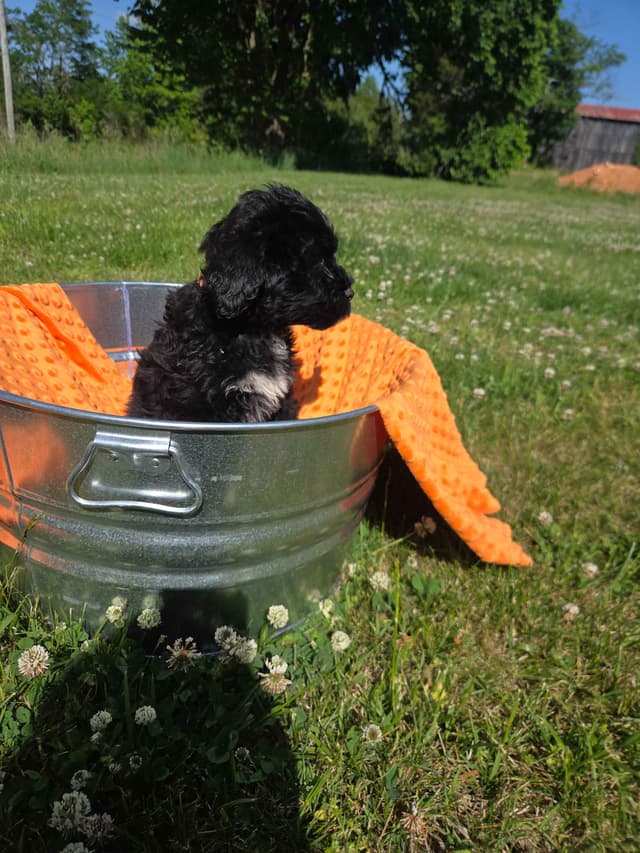 Portuguese Water Dog Puppies media 13