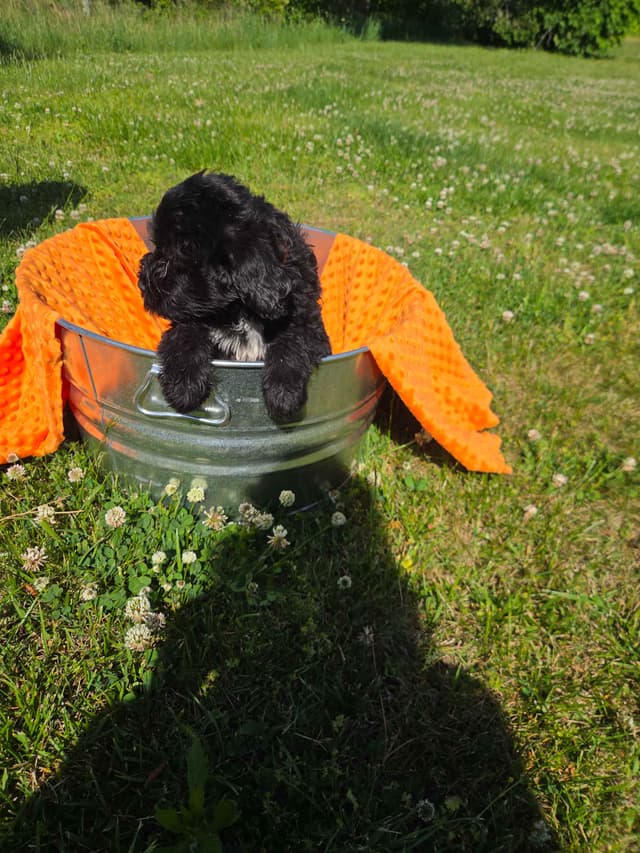 Portuguese Water Dog Puppies media 14