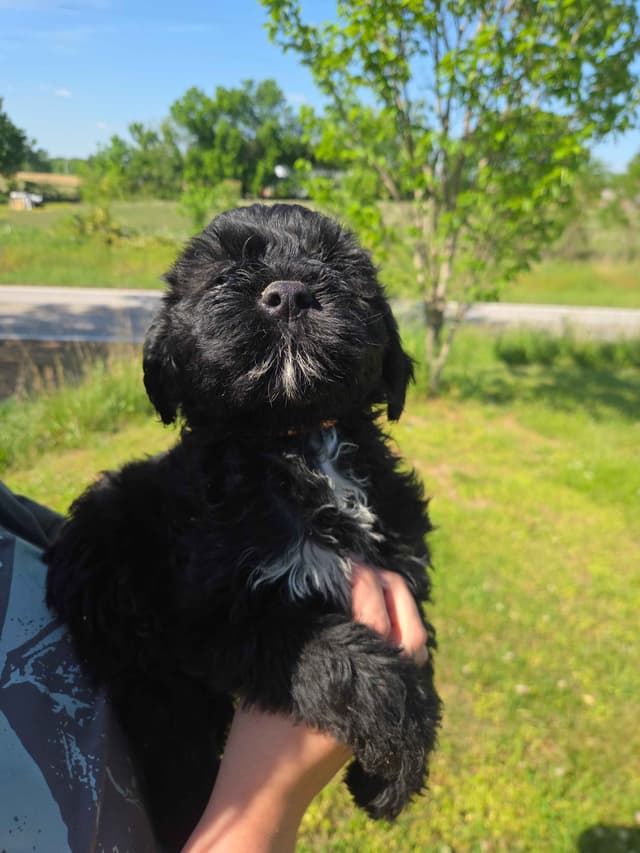 Portuguese Water Dog Puppies media 15