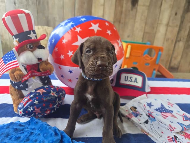 Great Dane Puppies media 3