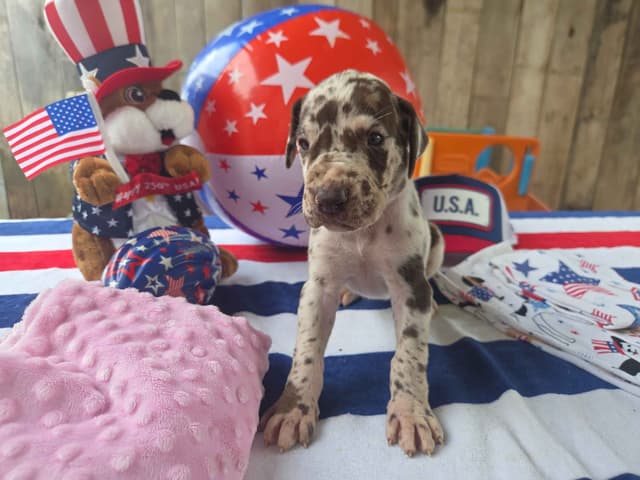Great Dane Puppies media 4