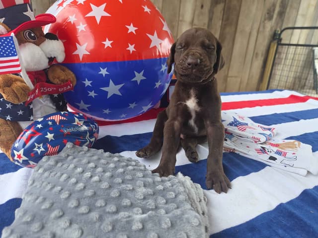Great Dane Puppies media 5