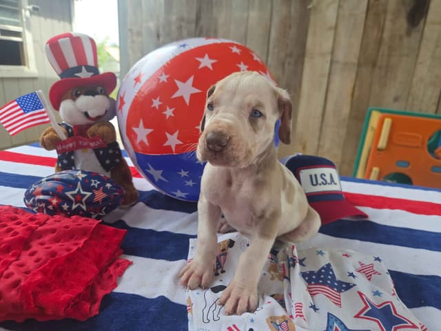Great Dane Puppies media 2