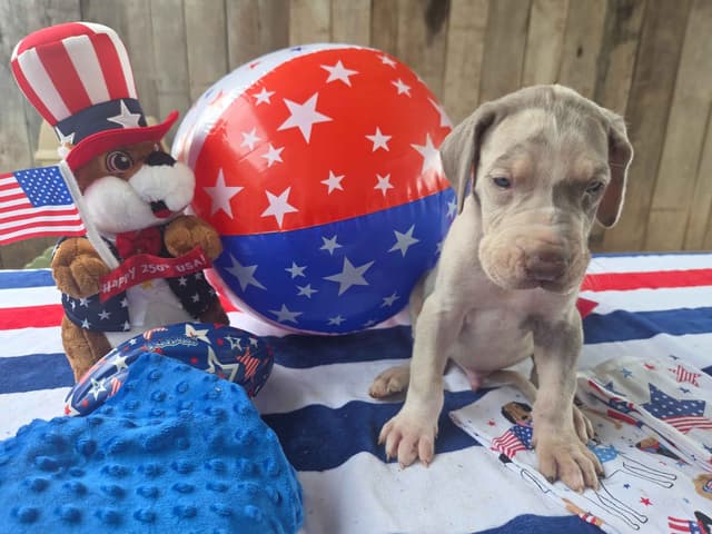 Great Dane Puppies media 3