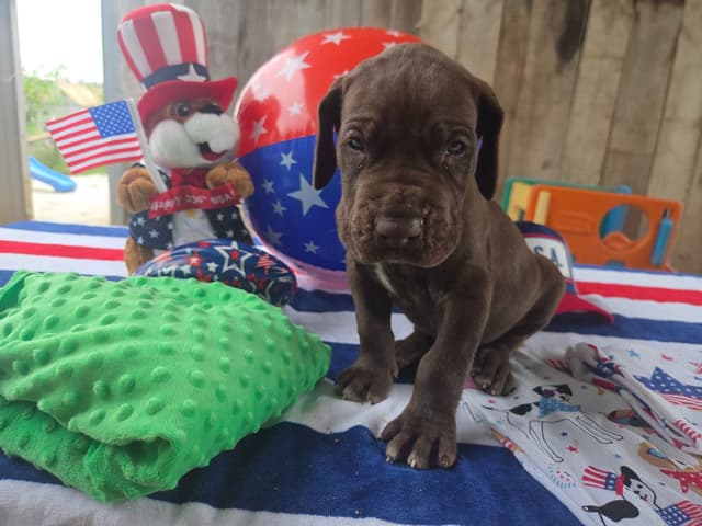 Great Dane Puppies media 4