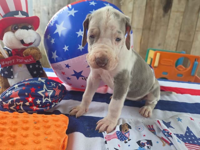 Great Dane Puppies media 5