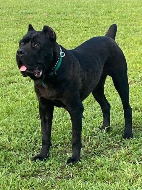 Cane Corso Puppies breeder image 1