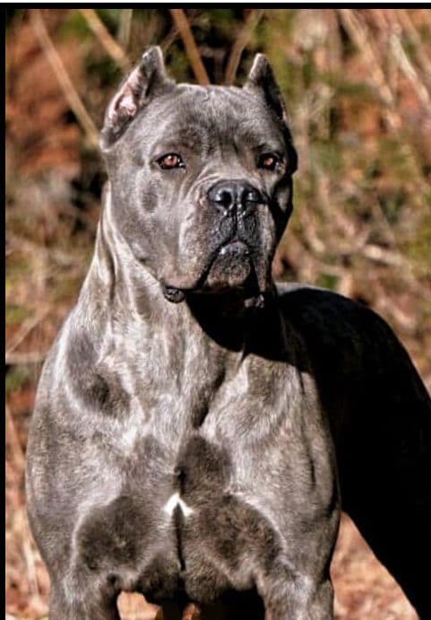 Cane Corso Puppies breeder image 2