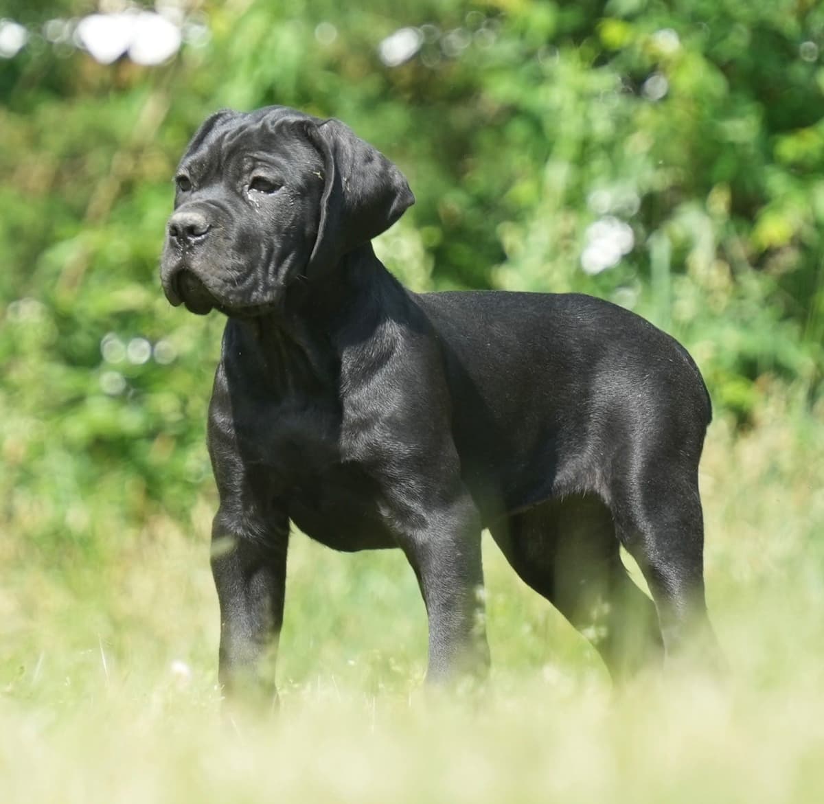 Cane Corso Puppies breeder image 4