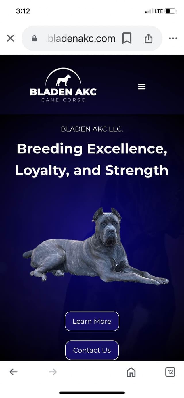 Cane Corso Puppies media 5
