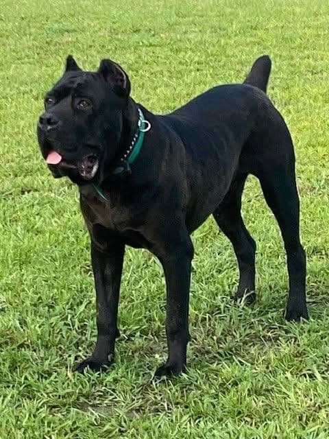 Cane Corso Puppies media 2