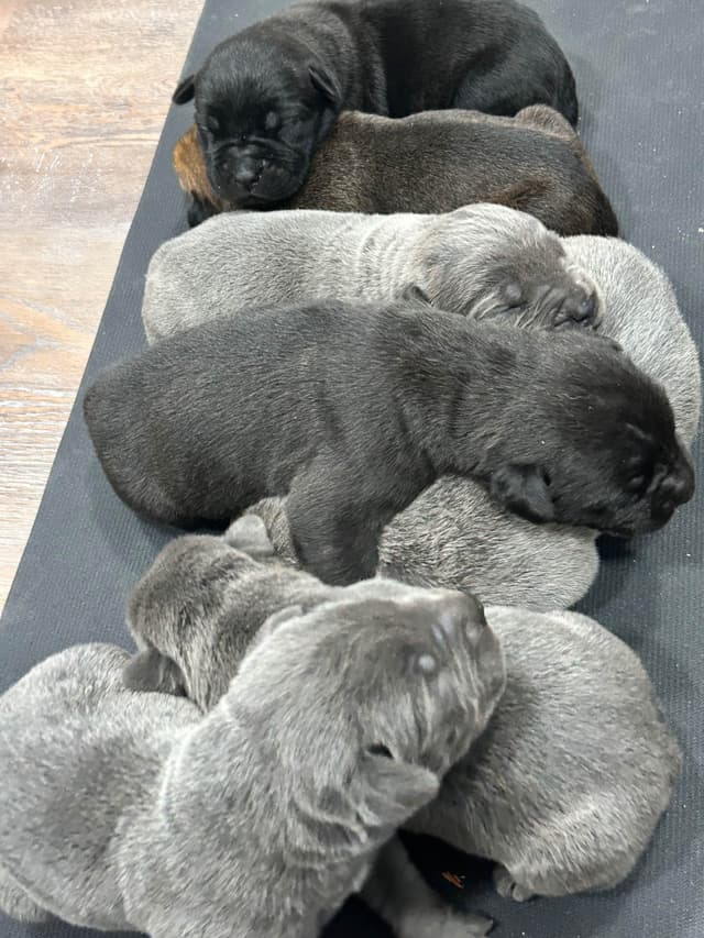 Cane Corso Puppies media 6