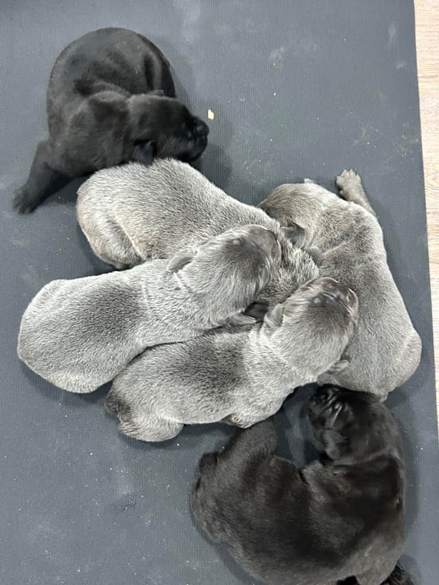 Cane Corso Puppies media 7