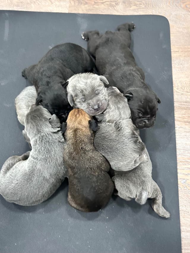 Cane Corso Puppies media 9