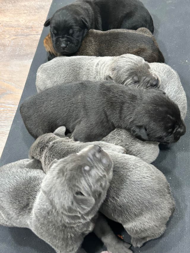 Cane Corso Puppies media 8