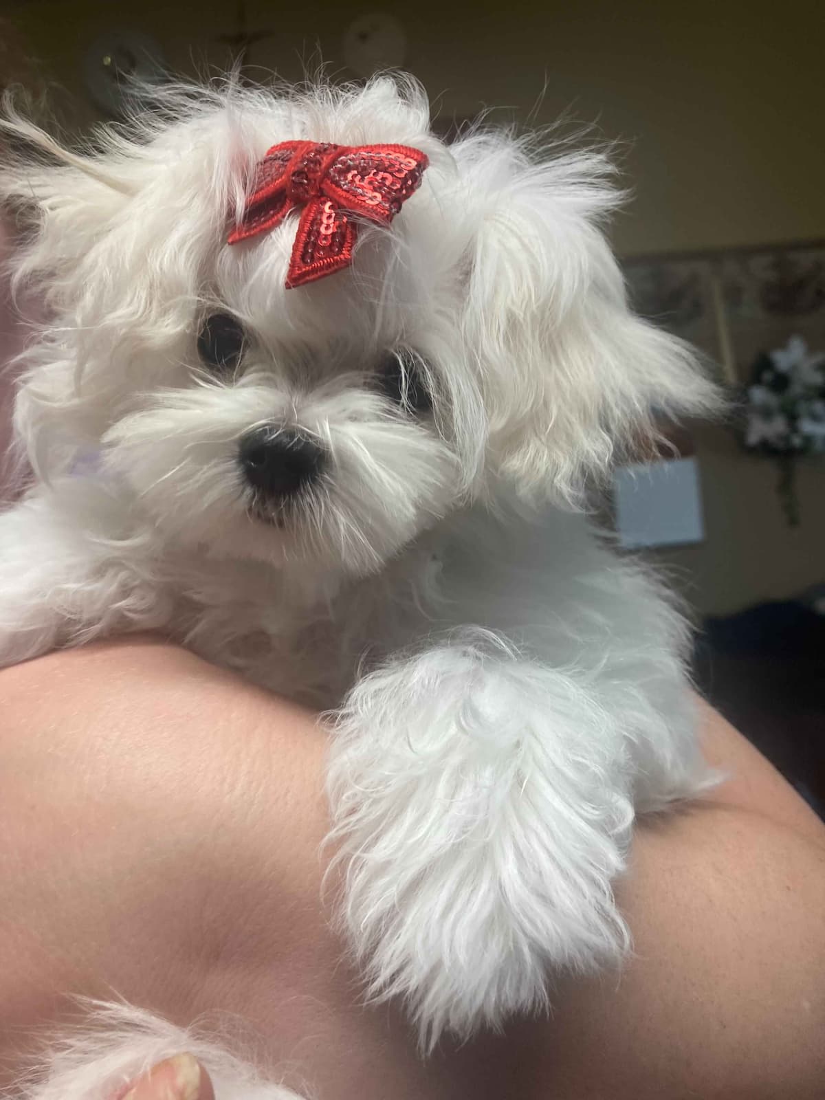 Maltese Puppies breeder image 1