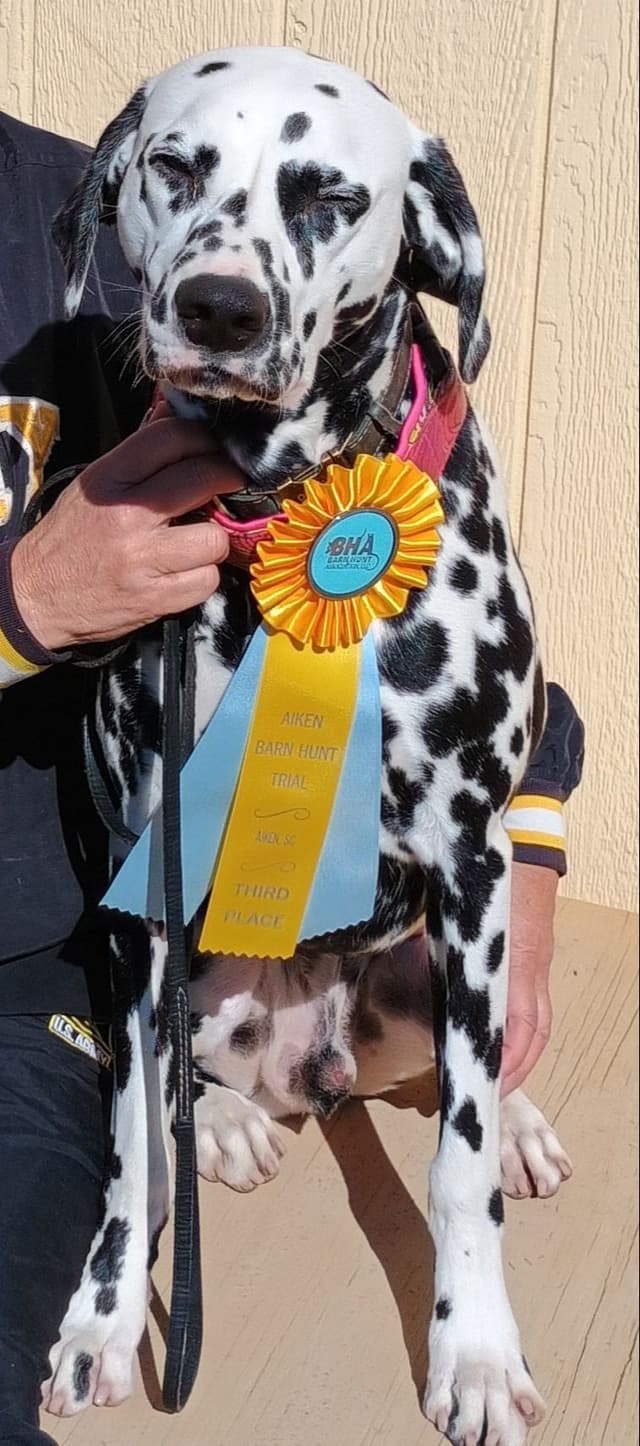 This handsome 2 yo Dalmatian boy is ready to be someone's whole world. media 2
