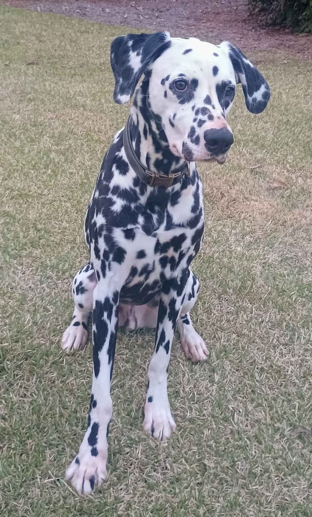 This handsome 2 yo Dalmatian boy is ready to be someone's whole world. media 3