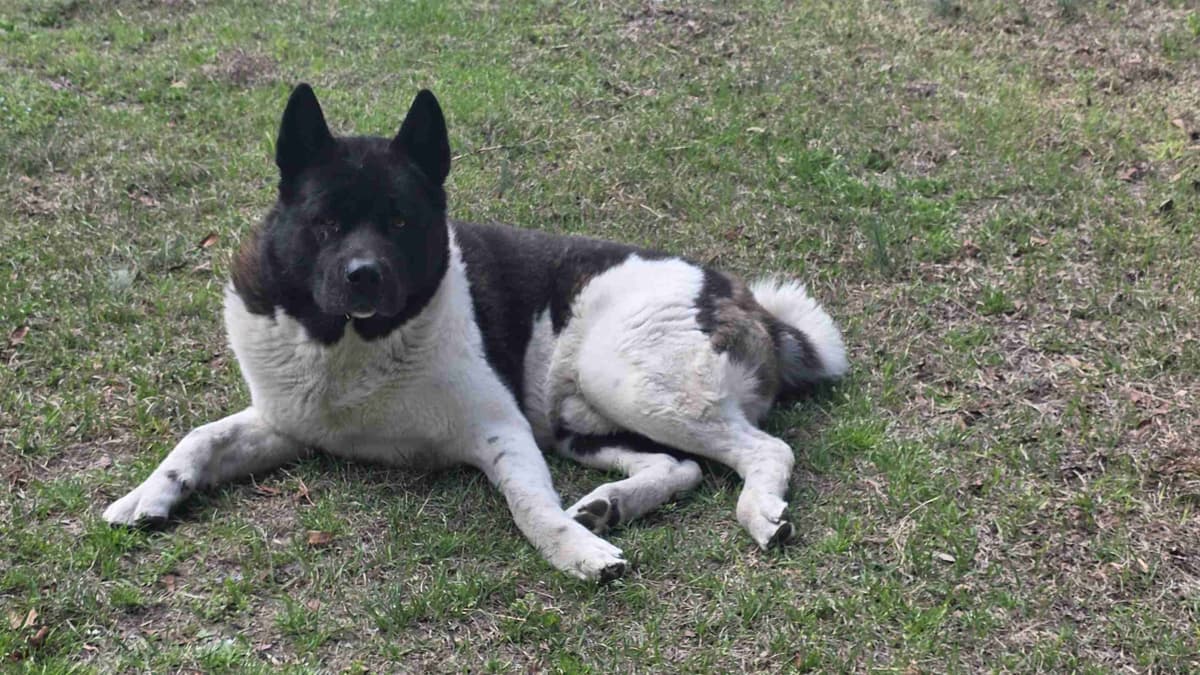 ~ All American Akita Puppies ~ breeder image 1