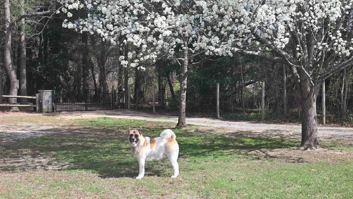~ All American Akita Puppies ~ breeder image 3