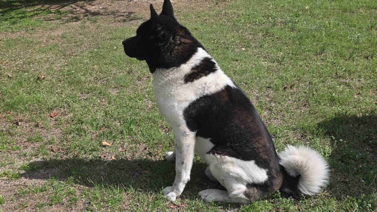 ~ All American Akita Puppies ~ breeder image 4