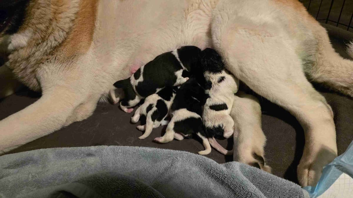 ~ All American Akita Puppies ~ breeder image 7