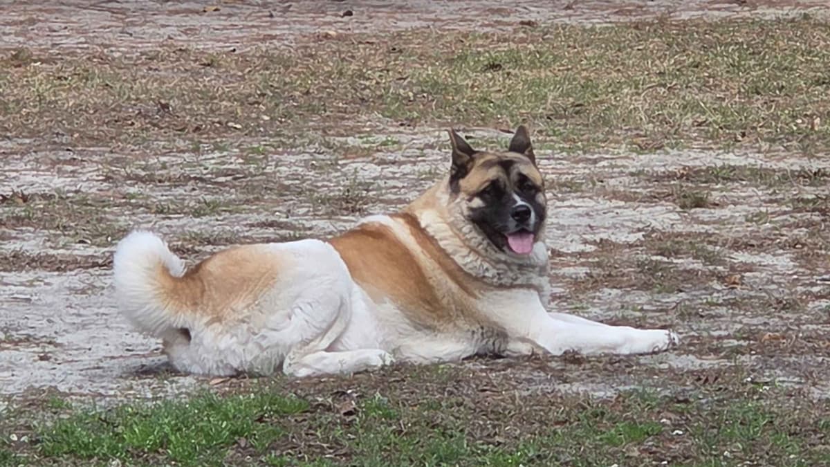 ~ All American Akita Puppies ~ breeder image 5