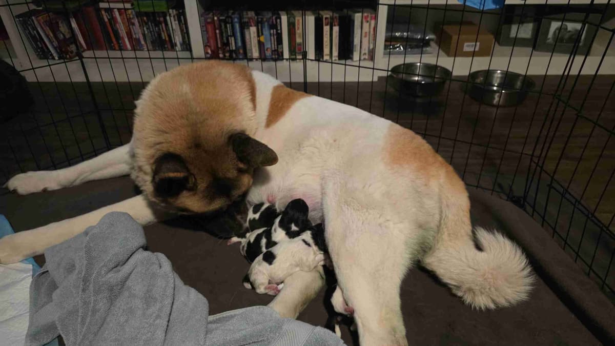 ~ All American Akita Puppies ~ breeder image 6