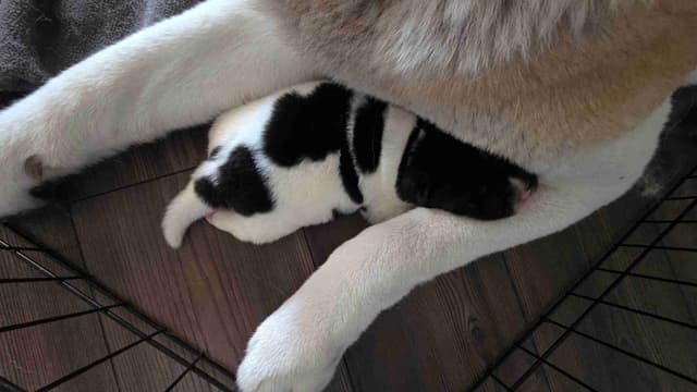 ~ All American Akita Puppies ~ media 2